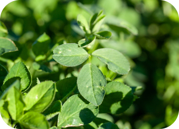 Alfalfa