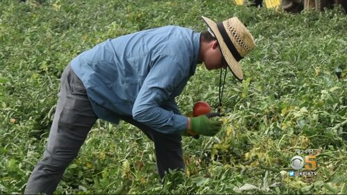 Study Shows Tons Of Unharvested Produce In California Left To Rot In The Fields